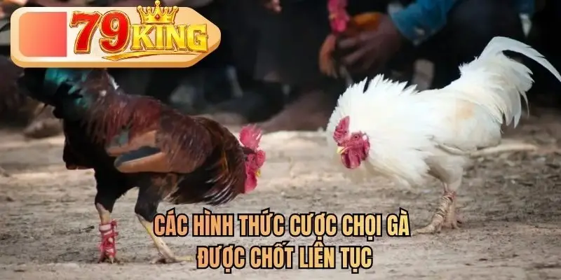 Các hình thức cược chọi gà được chốt liên tục 