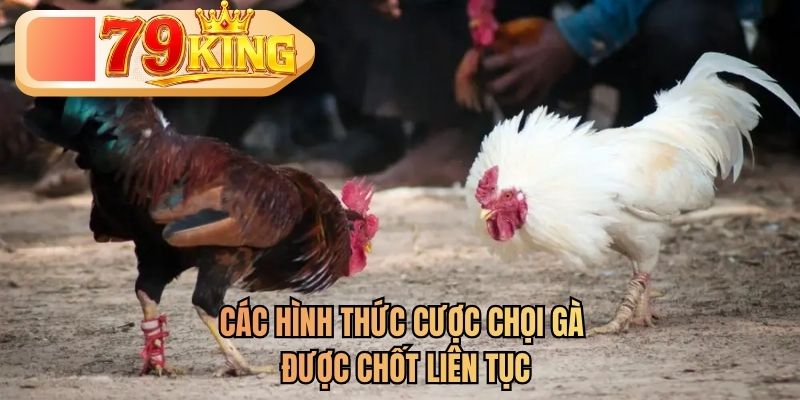 đá gà 79king
