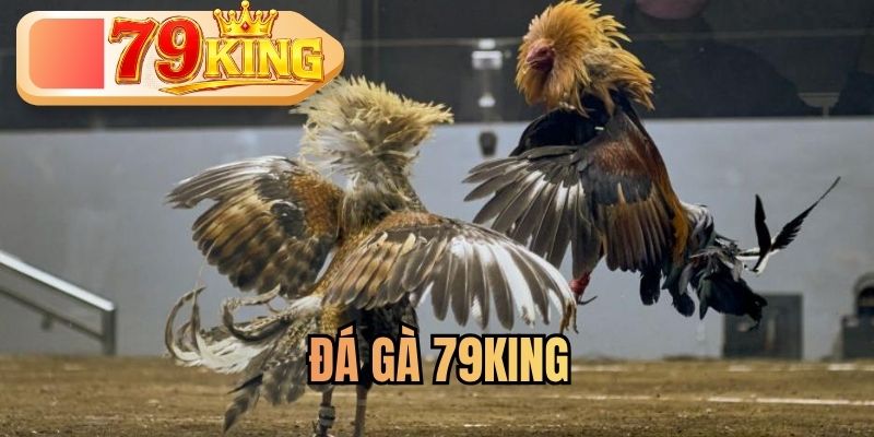 đá gà 79king
