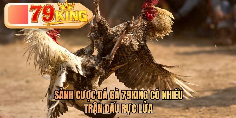 sảnh cược đá gà 79king